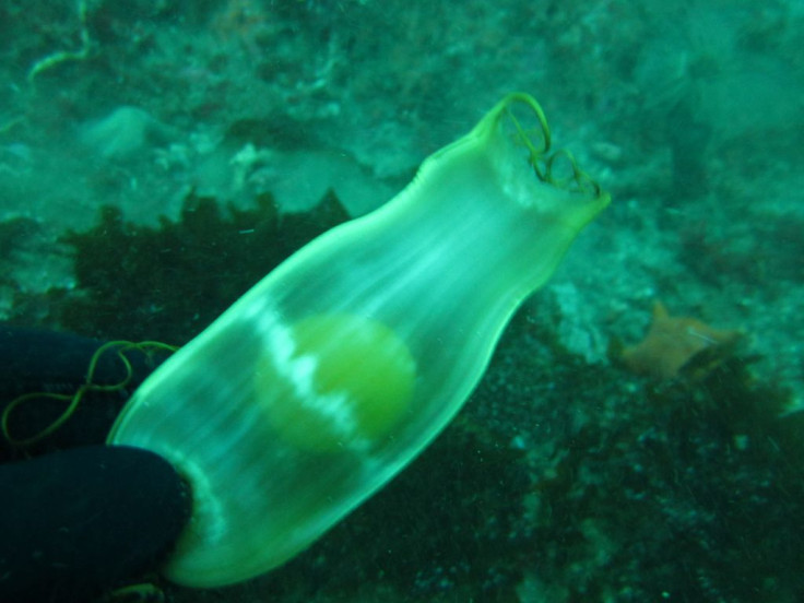 Swell Shark Egg