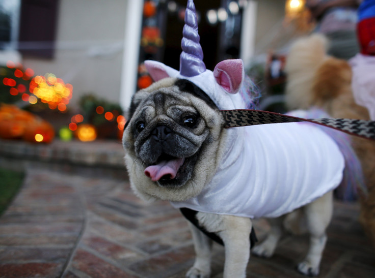 Pug dog dressed up in costume while trick-or-treating