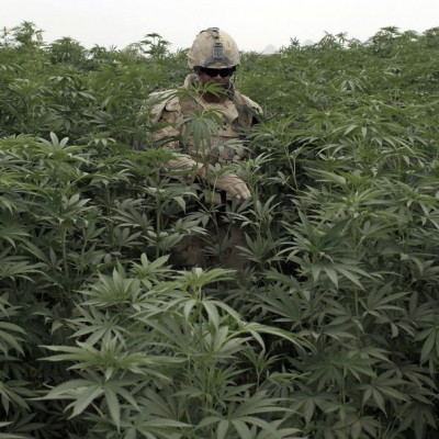 Marijuana Plantation