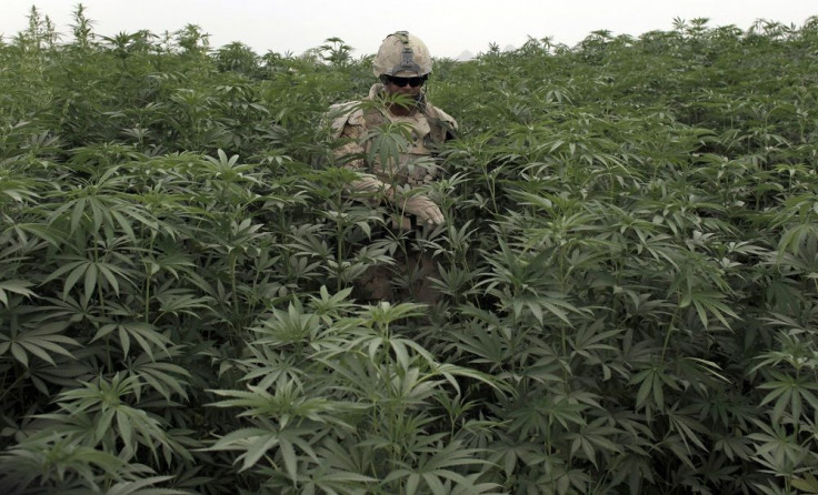 Marijuana Plantation