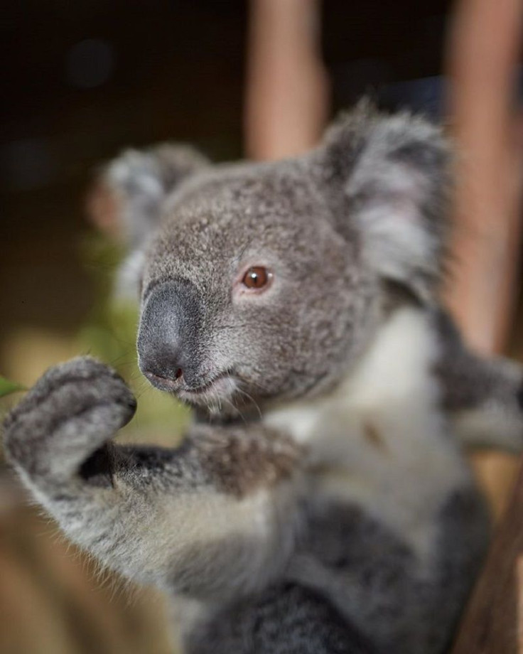 Harry Koala Joey