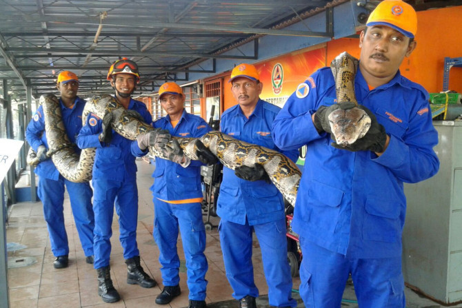 Malaysian Python