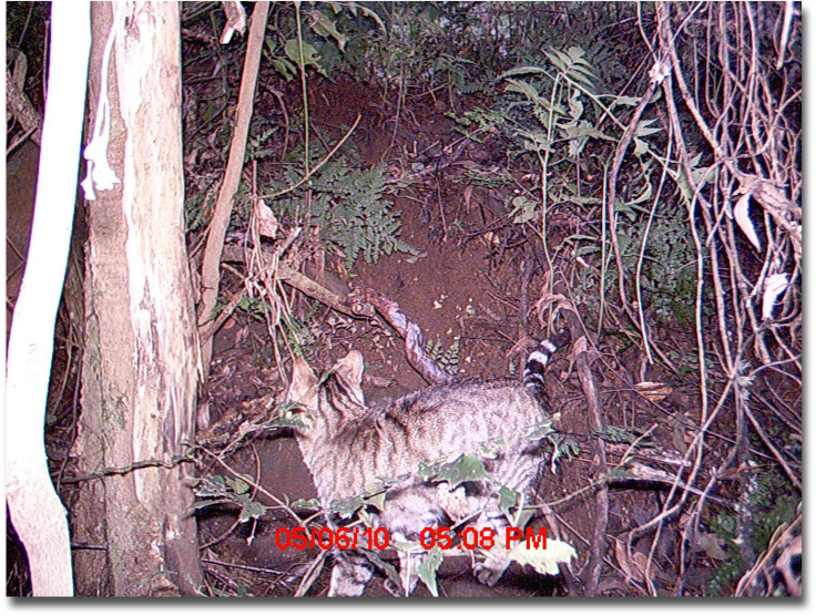 Feral_Cat_captured_by_remote_camera_at_Mount_Royal_National_Park
