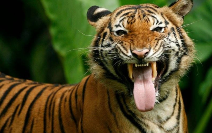 Palm Beach Zoo Tiger