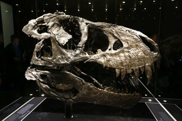 The original skull of a Tyrannosaurus rex skeleton is shown at the Natural History Museum in Berlin, Germany 