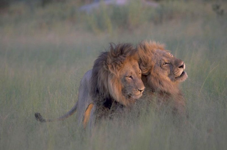 Botswana Lions