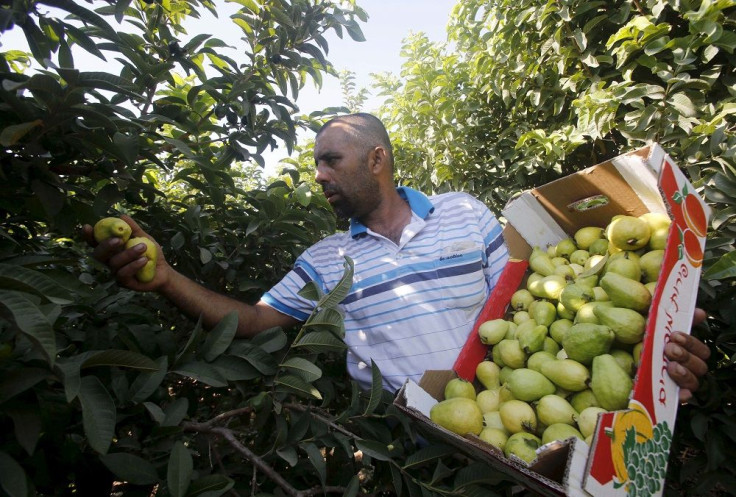 Guavas