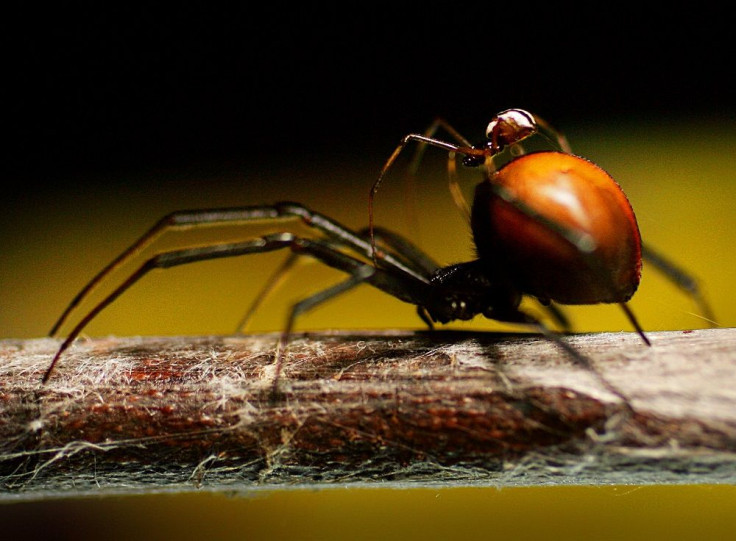 Redback Spider