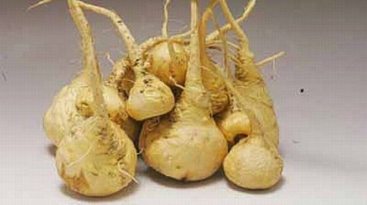 Maca