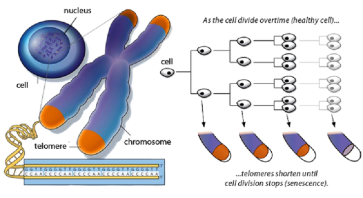 Telomeres 2