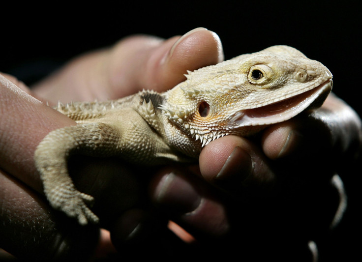 Bearded Dragon