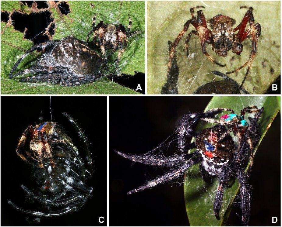 Female Madagascan Darwin Bark Spiders Force Males Into Oral Sex And Then Kill Sex Mate 