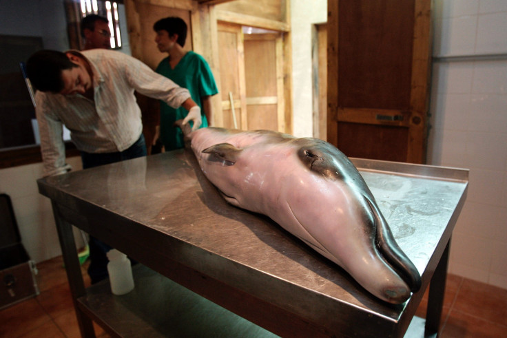 Beaked Whale