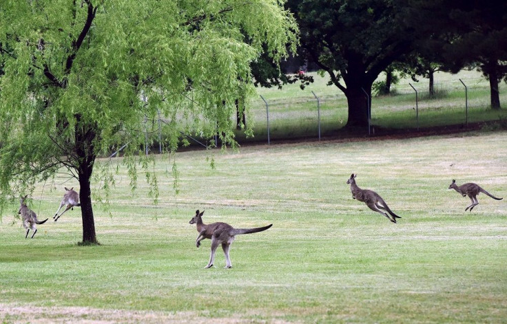 Kangaroos