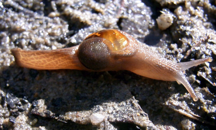 Snail_Pigeon_House_Mountain