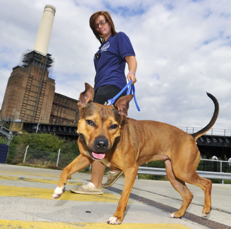 Staffordshire Bull Terrier