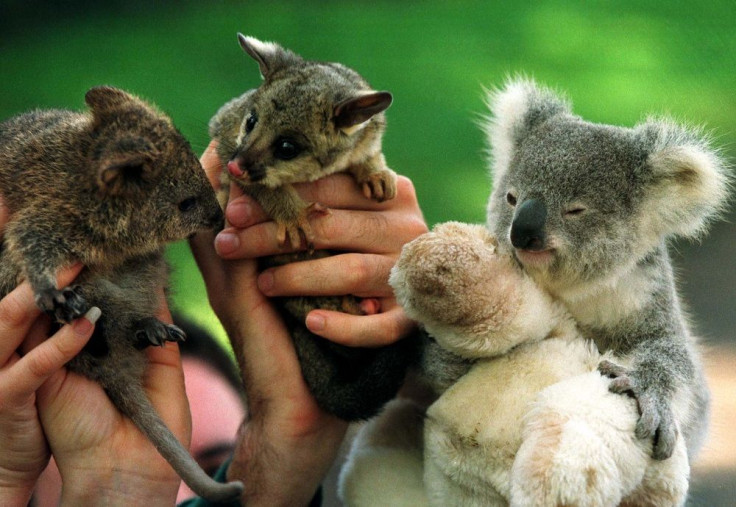 Quokkas