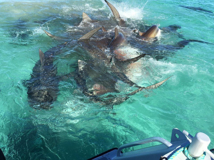 Shark Feeding Frenzy