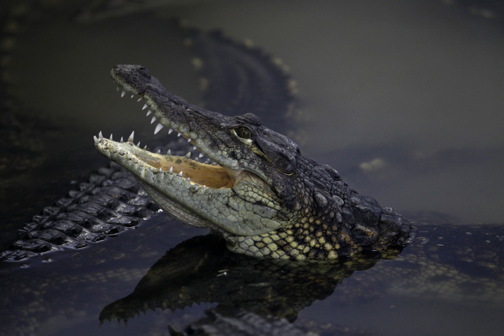 Nile Crocodiles