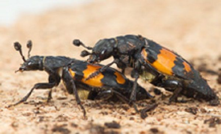 Beetles Having Sex