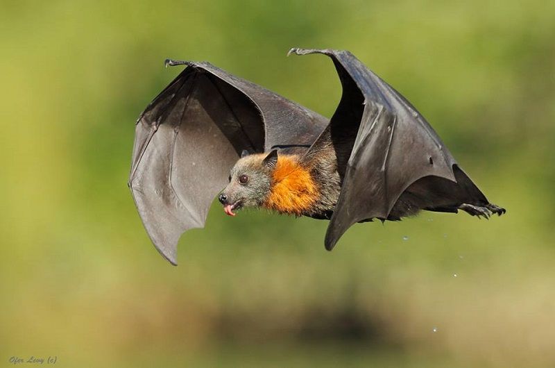 Bats 4