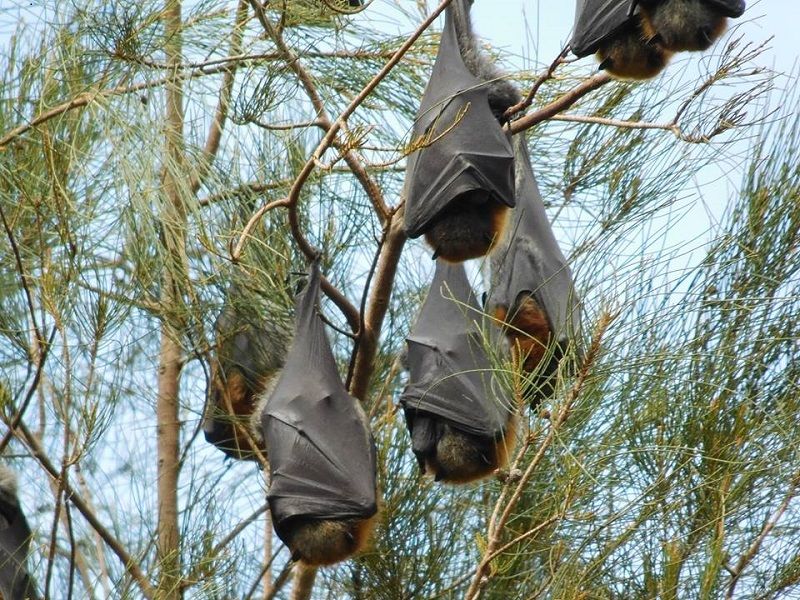 Bats 5