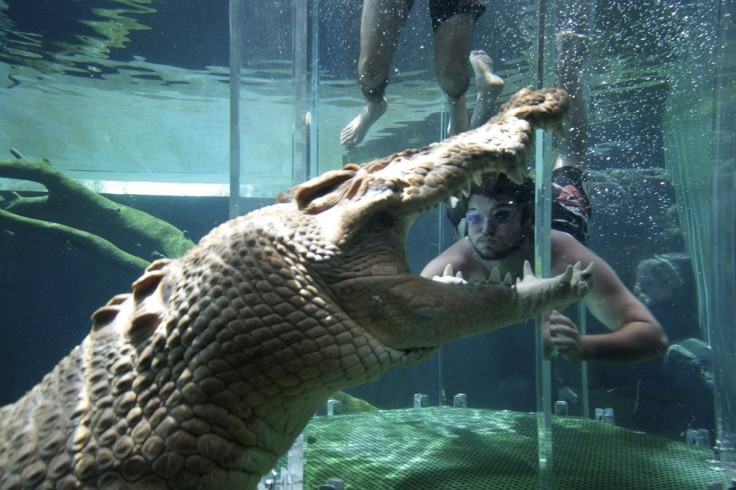 A tourist dives in a cage partially immersed in a crocodile pen in Crocosaurus Cove in Darwin August 25, 2008