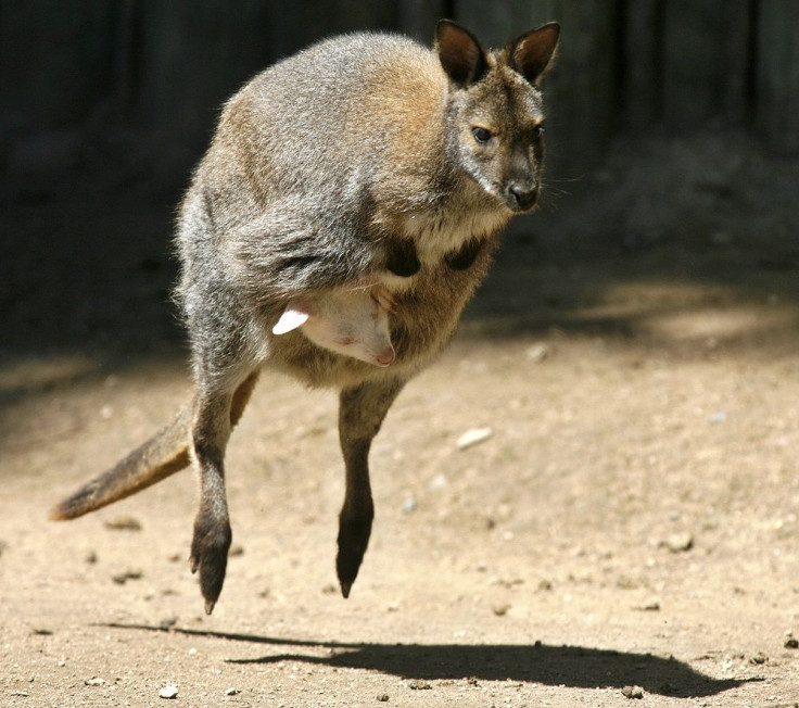 Wallaby