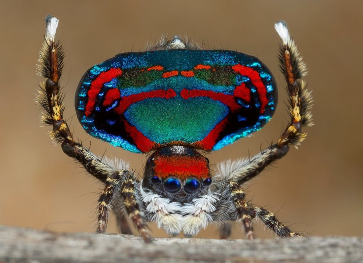 Peacock Spiders