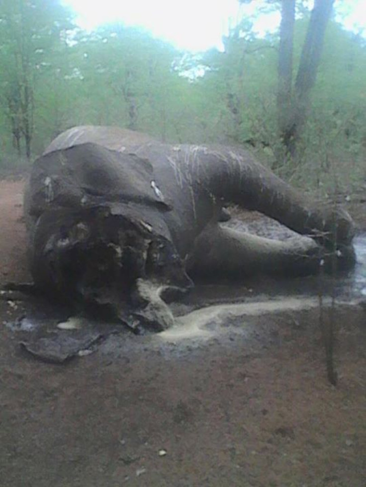 Dead Elephant