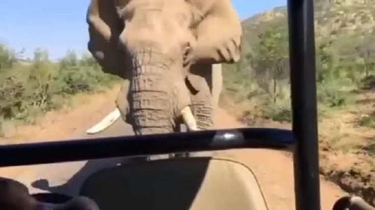 Elephant in South Africa Safari