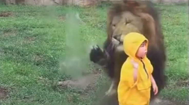 Lion Chiba Zoo