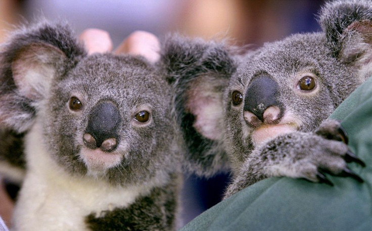 Queensland Koalas