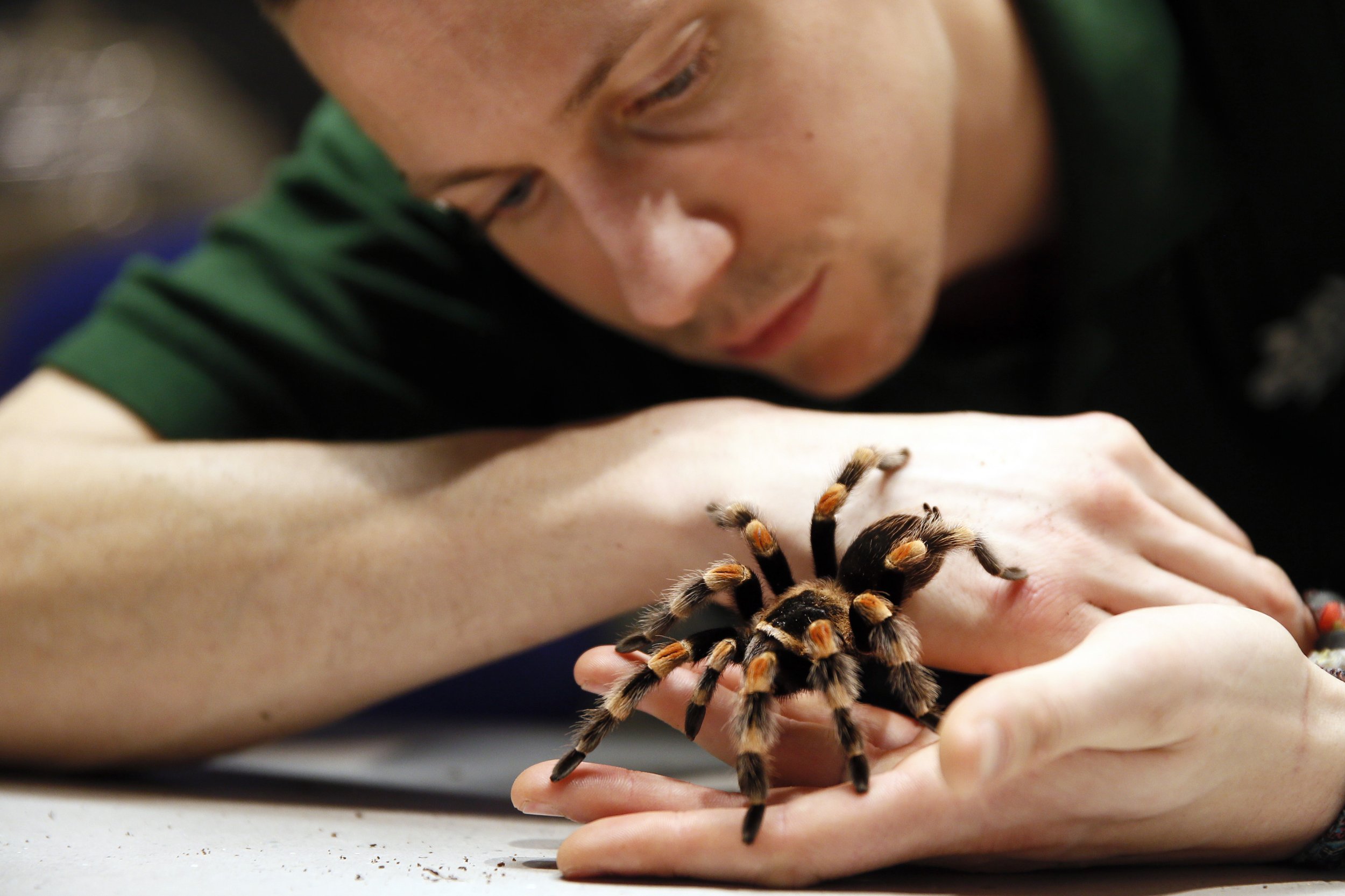 Researchers Identify First Tarantula That Lives Exclusively In Bamboo