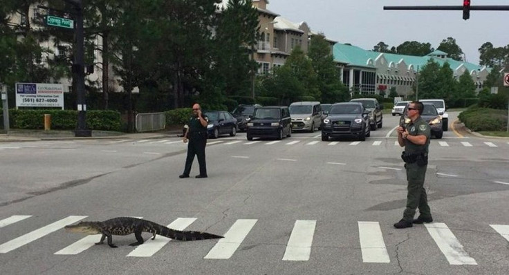 Alligator Crossing Pedestrian Lane