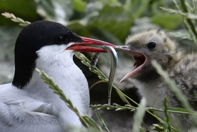 The Arctic tern