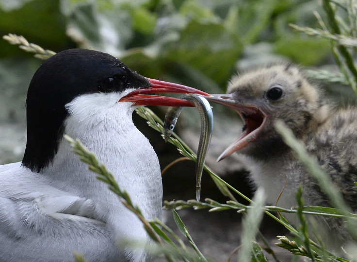 The Arctic tern