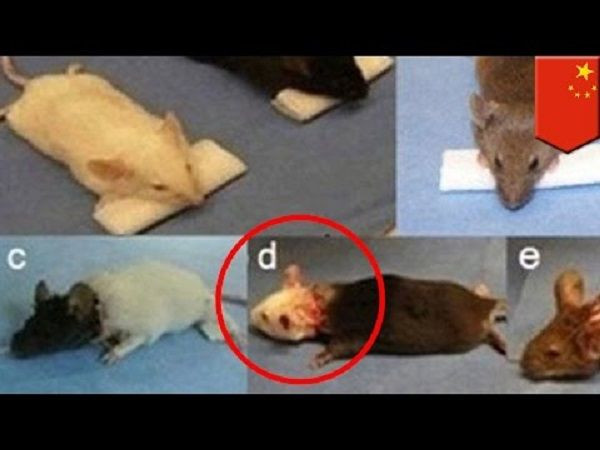 Xiaoping Ren Mice Body Transplants