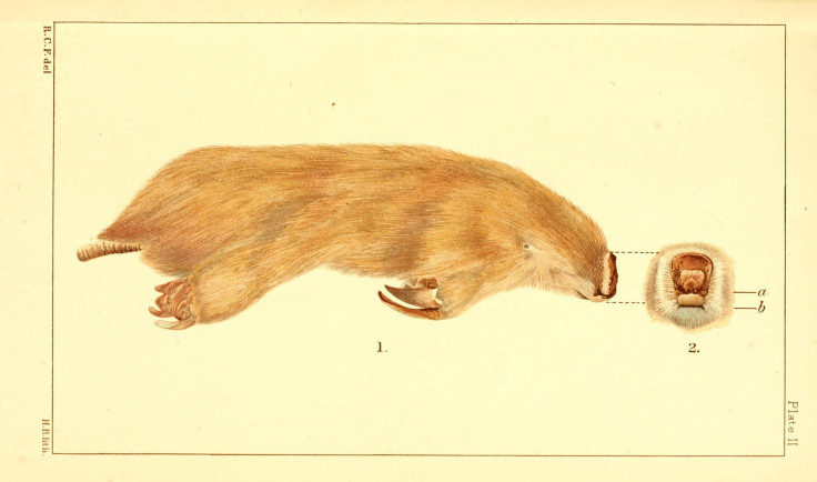 Marsupial Mole