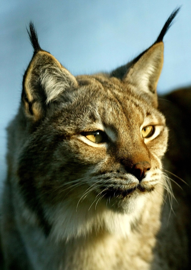 Sabre-toothed Tiger