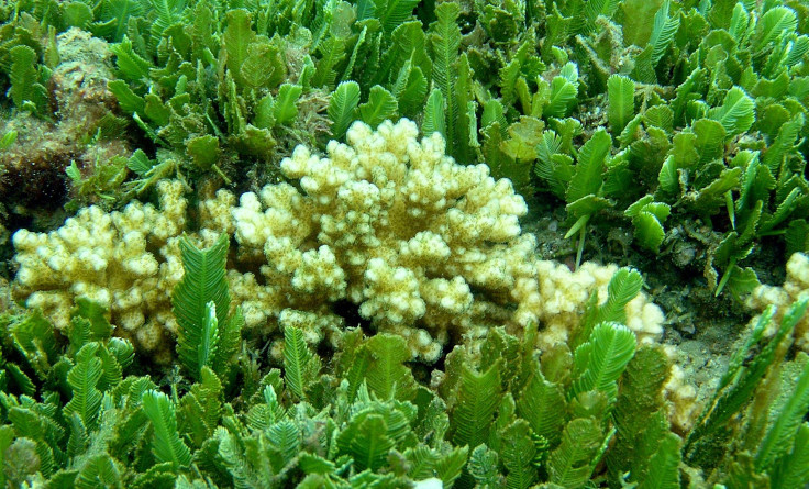 Coral Bleaching