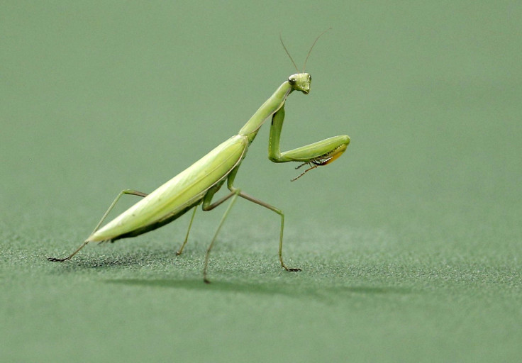 Mantis