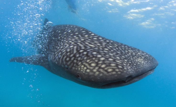 Whale Shark