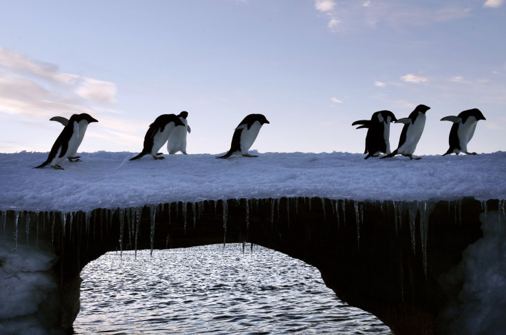 Adelie Penguins