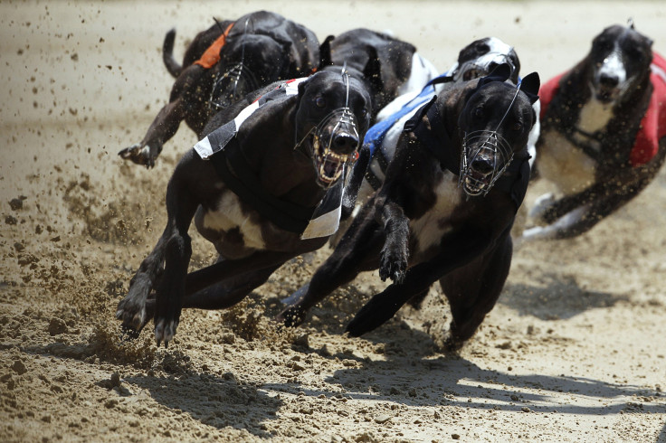 Trainers and owners react negatively to NSW  banning greyhound racing