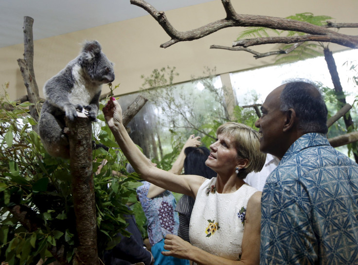 Koala Australia