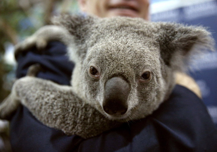 Koala Australia