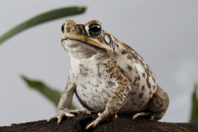 Frog Sex
