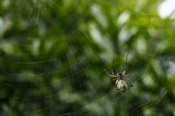 Spider Silk