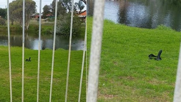 Mandurah Sex Toy